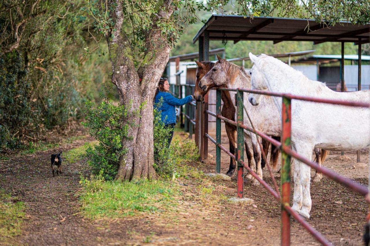 Finca Agroturismo Son Menut Felanitx Exterior foto